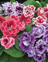 25 Plant Seeds เมล็ดพันธุ์ เมล็ด กุหลาบนางฟ้า Gloxinia Seeds อัตราการงอกของเมล็ด 80-85%