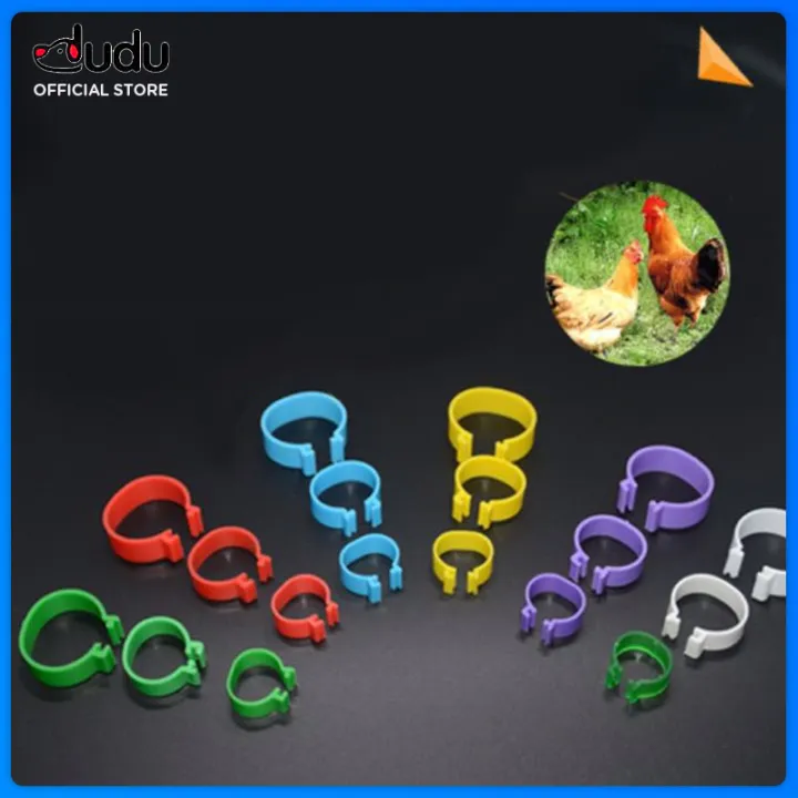 【DUDU Pet】 Chicken Leg Rings Birds chicken leg bands Colorful Chicken