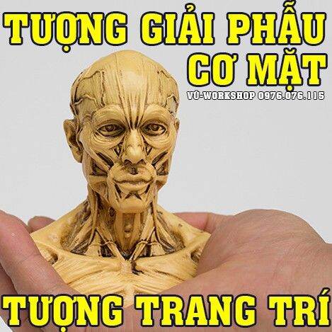 Mô hình 3d miễn phí giải phẫu cơ thể người nam  Obj  Open3dModel