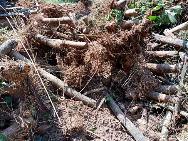 สารกำจัดไผ่-สารกำจัดกอไผ่-สำหรับใช้กำจัดไผ่-ได้ทุกสายพันธุ์-ไม่เป็นอันตรายต่อคนและสัตว์-ของแท้-บรรจุ-1-กฺิโลกรัม