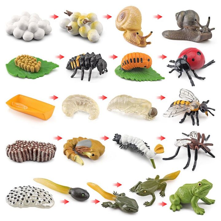 zzooi-simulation-animal-growth-cycle-snail-frog-ant-spider-plant-life-cycle-figurines-abs-models-action-figures-cognition-teaching-toy