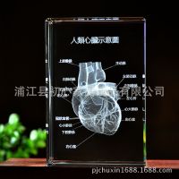 3 d crystal inside carving mannequins bone anatomy structure schematic handicraft furnishing articles spine model