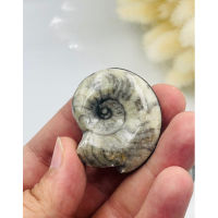 1 Pc Random Pick Natural Rare Fossil orthocrese fossil ammonite