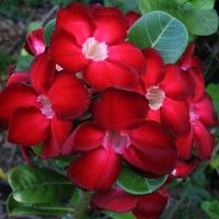 10 เมล็ด เมล็ดพันธุ์ ชวนชม สายพันธุ์ไต้หวัน สีแดง Adenium Seeds กุหลาบทะเลทราย Desert Rose ราชินีบอนไซ มีคู่มือปลูก นำเข้าจากไต้หวัน