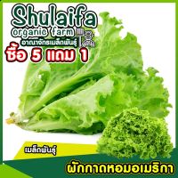 เมล็ดสลัดอเมริกัน 500เมล็ด สายพันธุ์แท้ ปลูกง่าย รสชาติอร่อย เป็นที่นิยมกันทั่วไป สามารทำพันธุ์ต่อได้