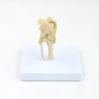 Spot parcel post Dog Knee Joint Model Dog Bone Animal Bone Specimen Osteoporosis Veterinary Teaching Aids