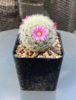 กระบองเพชร คามิเน่ สีขาว ดอกชมพู Mamillaria carmenae กระถาง 2 นิ้ว cactus&amp;succllent