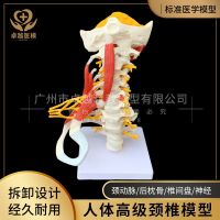 Senior human cervical vertebra with neuromuscular model human body skeleton skeleton model teaching medical human body model