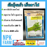 ผักซอง เจียไต๋ ผักบุ้งแก้ว เย็นตาโฟ จำนวน 230 เมล็ด/ซอง เมล็ดพันธุ์ ลอตใหม่ ปลูกง่าย โตไว ดูแลง่าย เก็บขาย เก็บกินได้ตลอดปี ระยะเก็บ 20 วัน