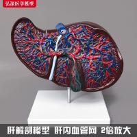 Liver anatomical model 2 times the courage gut digestive organs vascular net structure of gallbladder medical teaching mould