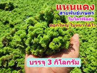 แหนแดงสายพันธุ์เกษตร (azolla microphylla) บรรจุ 3 กิโลกรัม 100 บาท