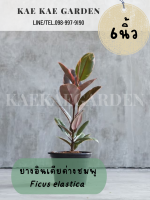 ยางอินเดีย ด่างชมพูFicus Belize Ficus Elastica Belize สูง 30-50 ซม. ขึ้นไป