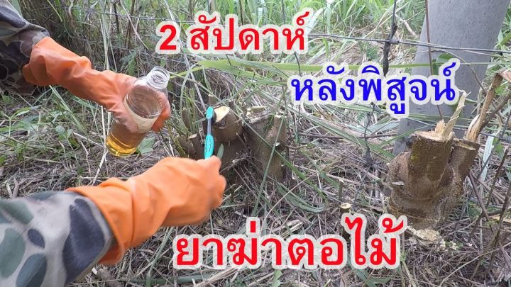 สูตรเข้มข้น-สารกำจัดตอไม้-100-ซีซี-กำจัดตอไม้ทุกชนิด-ทำลายตอไม้-ฆ่าตอไม้-กำจัดตอ-สลายตอไม้-ยาทาตอไม้-ยาทาตอยาง