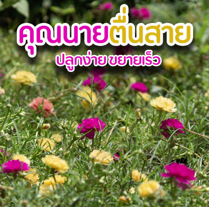 กิ่งพันธุ์-คุณนายตื่นสาย-สีเหลือง-และสีชมพูเข้ม-แบบคละสี-จำนวน-30-กิ่งสำหรับปลูก-ปลูกง่ายขยายเร็ว