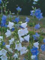 เมล็ดพันธุ์ Campanula persicifolia peach bellflower 200 เมล็ด เมล็ดพันธุ์นำเข้าจาก อังกฤษ