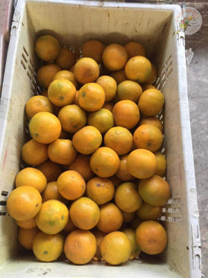 เก็บเงินปลายทาง ส้มสายน้ำผึ้ง เบอร์ 4 แท้ จากอ.ฝาง กล่อง 5 กิโล ส้ม ส้มสด ส้มฝาง ส้มเขียวหวาน