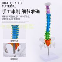 45 cm color model of the human body vertebra with pelvic femoral coccyx spinal bones skeleton model