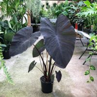 ( Pro+++ ) สุดคุ้ม Colocasia Black Magic หรือ บอนดำ เสน่ห์ใบดำที่ใครเห็นก็หลงใหล บอนขนาดใหญ่ โตไวถ้าปลูกริมน้ำ ราคาคุ้มค่า พรรณ ไม้ น้ำ พรรณ ไม้ ทุก ชนิด พรรณ ไม้ น้ำ สวยงาม พรรณ ไม้ มงคล