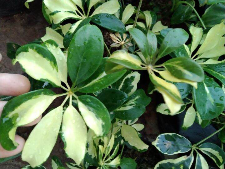 ต้นหนวดปลาหมึกใบด่าง-schefflera-actinophylla-เป็นไม้พุ่มขนาดเล็ก-โตเร็ว-พุ่มสวยงาม-ชอบแดดรำไรถึงแดดครึ่งวันเช้า-น้ำปานกลาง-จัดส่งแบบถุงชำ