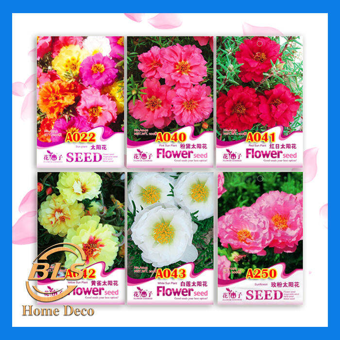 【EXPIRED】BIJI BENIH SUN PLANT SPECIES SEEDS FLOWER GODDESS VEGETABLE