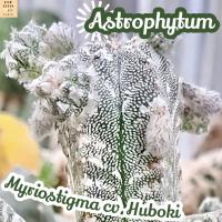 [มายริโอ้ กิ่ง] Astrophytum Myriostigma cv.Huboki แคคตัส ต้นไม้ ไม้หนาม ไม้ทนแล้ง กุหลาบหิน ไม้อวบน้ำ พืชอวบน้ำ succulent cactus กระบองเพชร