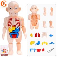 Kids Human Anatomy Organ Assembled Children Early Educational Teaching