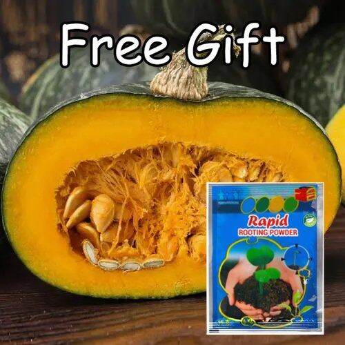 Vegetable Seeds High Yielding SQUASH KALABASA 10PCS Lazada PH