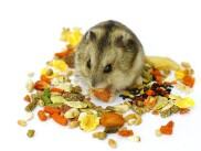 Quà Tặng Thức Ăn Hamster Ngẫu Nhiên 25g - Nông Trại Thú Cưng