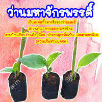 1 ต้น ว่านมหาจักรพรรดิ์ ว่านตระกลูขมิ้นจะขยายพันธุ์ด้วยหัว มีประกันระหว่างขนส่ง สินค้าพร้อมจัดส่ง