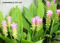 3หัว/ชุด ว่านไทย ปทุมมาดอกชมพูซ้อน ลัดดาวัลย์ (Curcuma Laddawan)