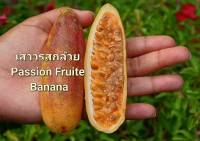 เสาวรส เมล็ดพันธุ์เสาวรสกล้วย Passion Fruite Banana Seeds บรรจุ  10 เมล็ด