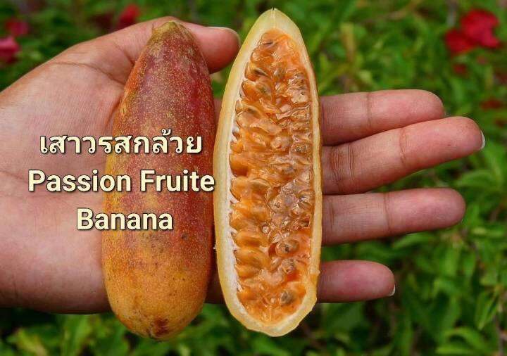 เสาวรสกล้วย-passion-fruite-banana-seeds-เมล็ดพันธุ์เสาวรสกล้วย-บรรจุ-5-เมล็ด-เสาวรส