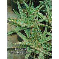 ( Promotion ) สุดคุ้ม Aloe Hybrids Christmas อโลแคระ ว่านหางจระเข้แคระ ราคาถูก พรรณ ไม้ น้ำ พรรณ ไม้ ทุก ชนิด พรรณ ไม้ น้ำ สวยงาม พรรณ ไม้ มงคล