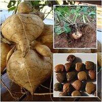 15 เมล็ด เมล็ดมันแกว Yam Bean มันแกว (Jícama) ของแท้ 100% อัตรางอก 70-80% Yam Bean seeds มีคู่มือปลูก