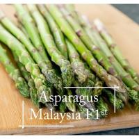 Asparagus Seeds - 50 seed Benih sayur sayuran Sesuai Untuk Pasuต้นไม้มงคล เมล็ดพันธุ์ผัก เมล็ดดอกไม้ ไม้ประดับ เมล็ดพันธุ์ ต้นไม้