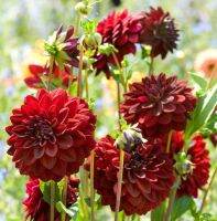 1 หัว/ออเดอร์ รักเร่ Dahlia Bulb สายพันธุ์ VELVET NIGHT หัวรักเร่ ดอกไม้ หัวหน่อ เหง้า นำเข้า เนเธอร์แลน หัวสดใหม่