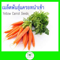 เมล็ดพันธุ์แครอทนำเข้า Yellow Carrot Seeds