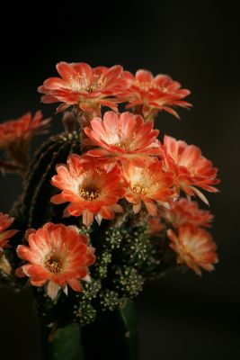 โลบิเวีย (Lobivia) สีทูโทน สีส้มขาว (OG) ไม่มีหนาม ดอกเล็กให้ดอกเป็นดกมาก หน่อเด็ดสดขนาด 2 cm ขึ้นไป​