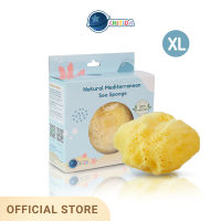 Chitida Natural Mediterranean Sea Sponge  ฟองน้ำธรรมชาติ 100% ชนิด Fine Silk Size XL สำหรับอาบน้ำ