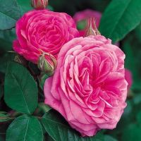 30 เมล็ด Plant Seeds เมล็ดพันธุ์ Gertrude Jekyll สายพันธุ์อังกฤษ ดอกกุหลาบ นำเข้าจากอังกฤษ ดอกใหญ่ พร้อมคู่มือปลูก English Rose Seeds