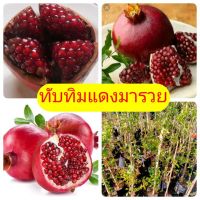 โปรดี ทับทิมแดงมารวย กิ่งตอนชำลงถุงแล้ว สูง 60-70 ซม. ราคาถูก ผ้าห่ม ผ้านวม ผ้านวม6ฟุต ผ้าห่มนวม