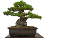 25 เมล็ดพันธุ์ เมล็ด สนดำญี่ปุ่น สนญี่ปุ่น บอนไซ JAPANESE BLACK PINE SEEDS อัตราการงอก 80-85%