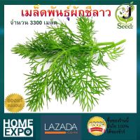 เมล็ดพันธุ์ผักชีลาว จำนวน 3300 เมล็ด ปลูกง่าย โตเร็ว  ผักชีลาว เมล็ดพันธุ์ เมล็ดพันธุ์ผัก เมล็ดพันธุ์พืช ผักสวนครัว