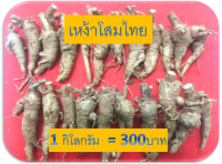 เหง้าโสมไทย 1 กิโลกรัม 300 บาท