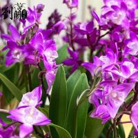 Dendrobium ดอกไม้หลากสีใบสีม่วงกล้วยไม้หอมกล้วยไม้กล้วยไม้ผีเสื้อพืชสีเขียวในร่มและกลางแจ้งกล้วยไม้สกุลหวายหอมขี้เมาต้นกล้า Liu Ge