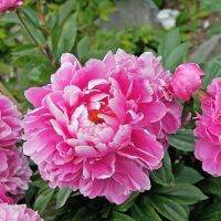 20 เมล็ด เมล็ดโบตั๋น ดอกโบตั๋น ดอกพีโอนี (Peony) สีชมพู Pink Peony ดอกไม้นี้​เป็นสัญลักษณ์ของความมั่งคั่งร่ำรวย ความซื่อสัตย์ อัตรางอก 70-80%