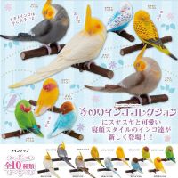 Gashapon Capsule Toy Japan Shine-g Sleeping Parrot Spangle Cockatiel Myiopsitta Monachus Budgerigar Birds Model