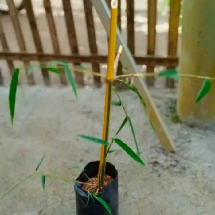 Stek Tanaman Bambu Kuning Bisa Tanam Dipot Atau Kebun Taman Lazada