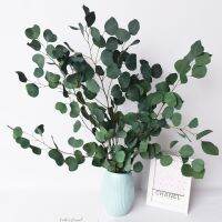 【CC】 Eucalyptus Leaves Branche Stems Dried Real Ornament Wedding Photo Prop Decoration Fleurs Sechees
