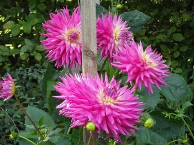 35 เมล็ด เมล็ดพันธุ์ Dahlia Pink Jupiter สายพันธุ์ยุโรป ดอกรักเร่ นำเข้าจากอังกฤษ ดอกใหญ่ พร้อมคู่มือปลูก Dahlia seed